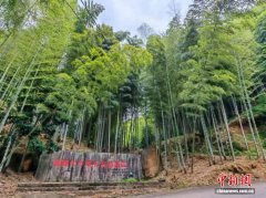 福建永安：中国笋竹之乡竹海生“金”